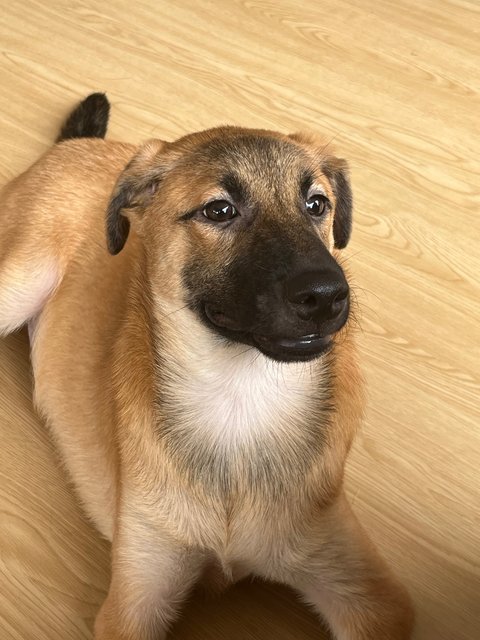 Pocket/ratan - Black Mouth Cur Dog