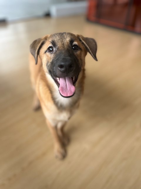 Pocket/ratan - Black Mouth Cur Dog