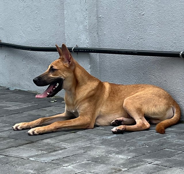 Pocket/ratan - Black Mouth Cur Dog