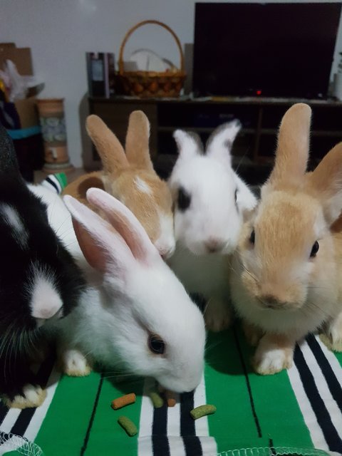 Baby Mix - Bunny Rabbit + New Zealand Rabbit