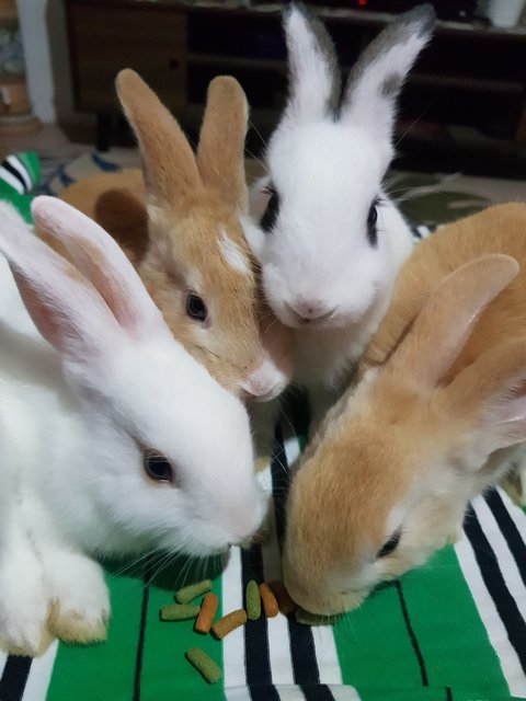 Baby Mix - Bunny Rabbit + New Zealand Rabbit