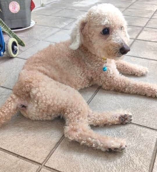 Army - Poodle Mix Dog