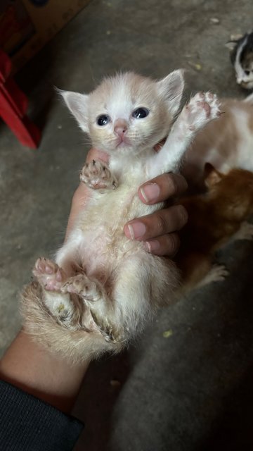 Nova, Zara, Ashie, Lucky - Domestic Medium Hair Cat