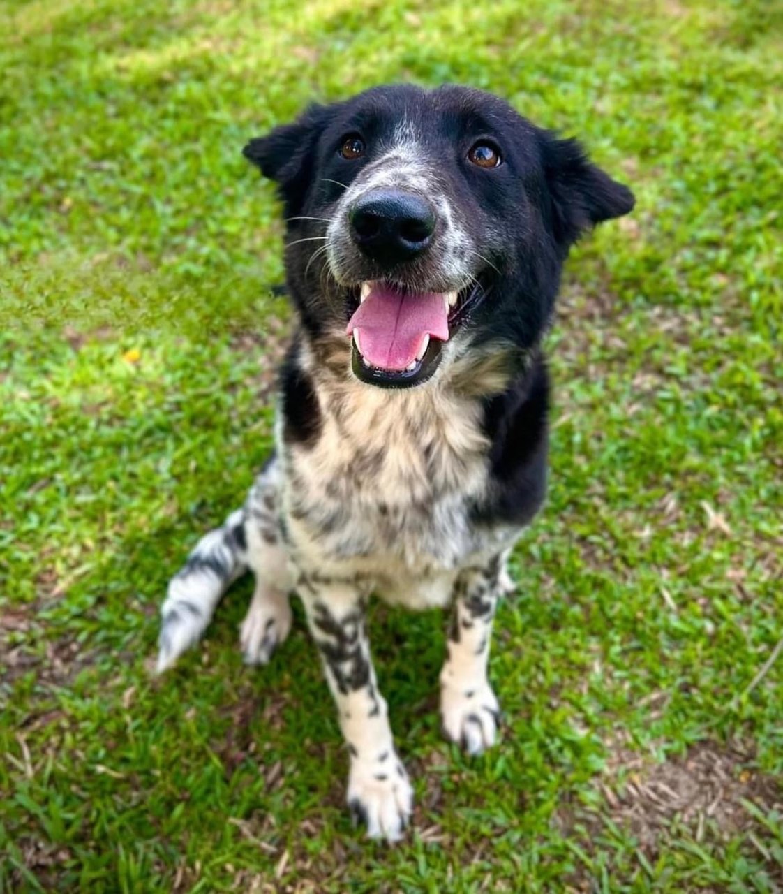 Skyler - Australian Cattle Dog/Blue Heeler Mix Dog