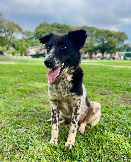 Skyler - Australian Cattle Dog/Blue Heeler Mix Dog