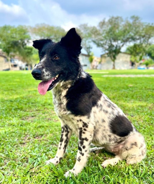 Skyler - Australian Cattle Dog/Blue Heeler Mix Dog