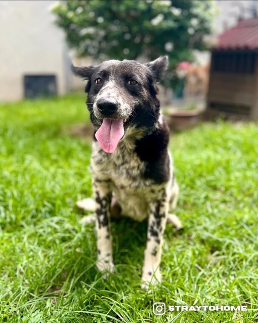 Skyler - Australian Cattle Dog/Blue Heeler Mix Dog