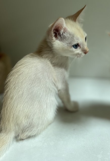 The biggest kitten is male and all white with a long tail.