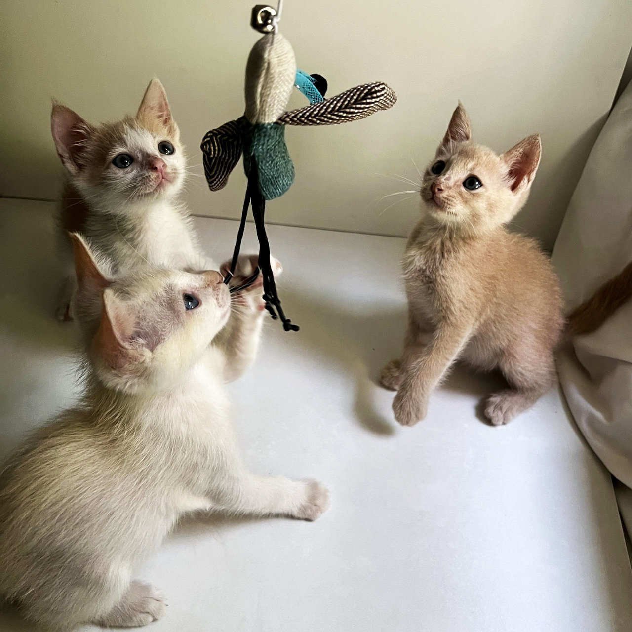 3 Blue-eyed Kittens To Adopt Together - Domestic Short Hair Cat