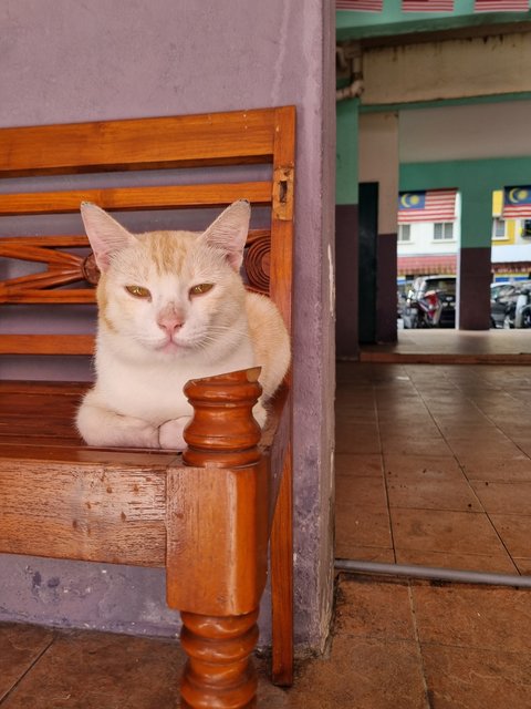 Jacob - Domestic Short Hair Cat