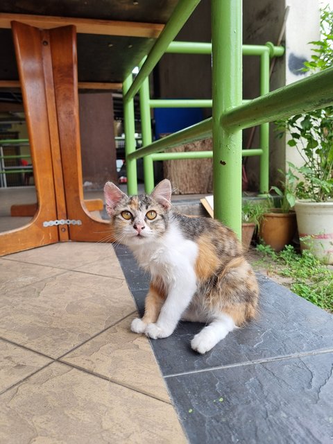 Mona - Calico Cat