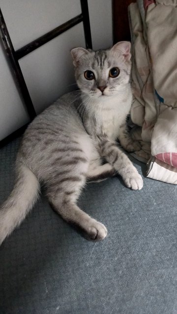 Caca - Scottish Fold + British Shorthair Cat