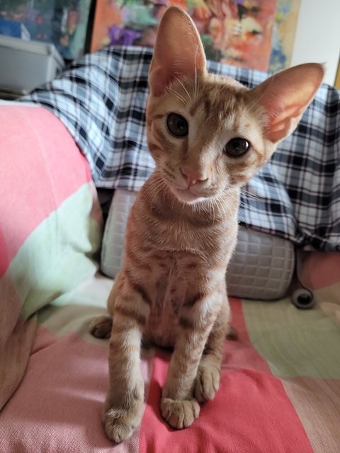 Boboi - Domestic Short Hair Cat