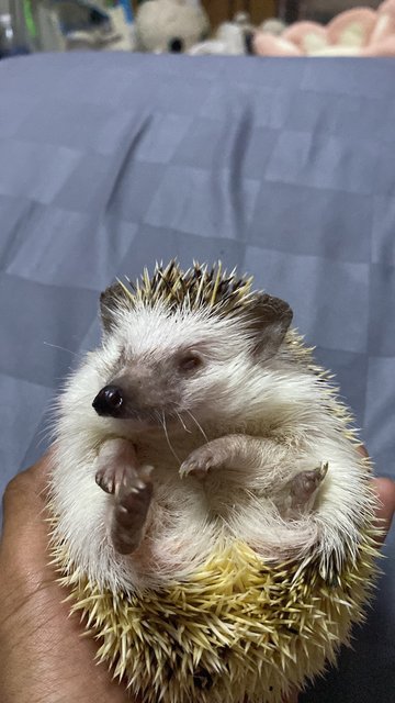 Nana - Hedgehog Small & Furry