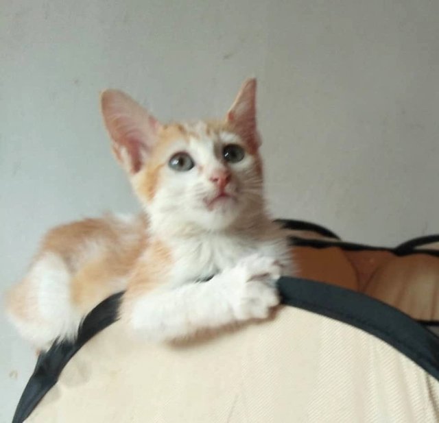 Adopted Didi (Mixed Breed With Longhair) - Domestic Short Hair Cat