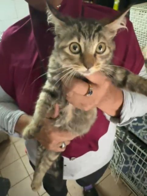 Max The Half Coon - Domestic Medium Hair + Maine Coon Cat