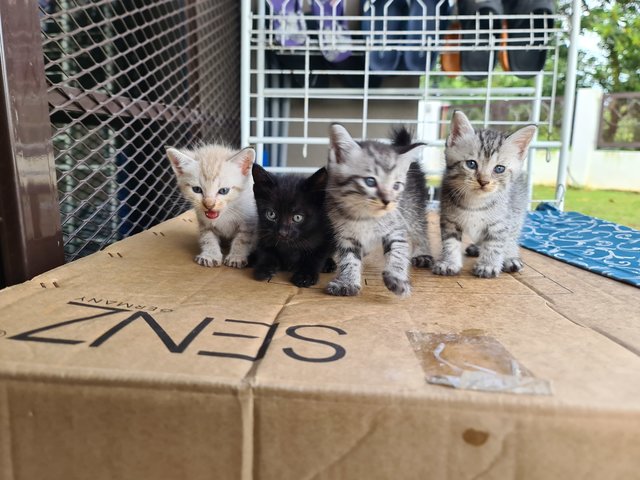 4 Kittens For Adoption! - Domestic Short Hair Cat