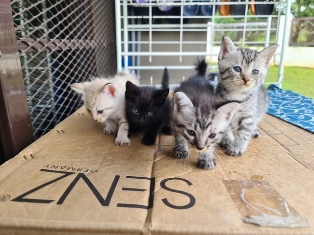 4 Kittens For Adoption! - Domestic Short Hair Cat