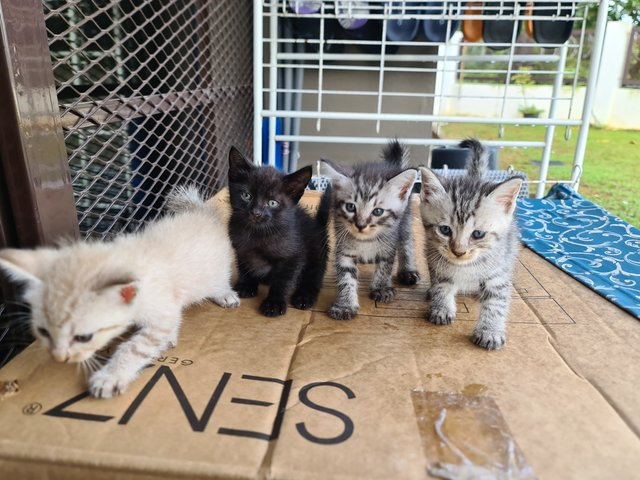 4 Kittens For Adoption! - Domestic Short Hair Cat