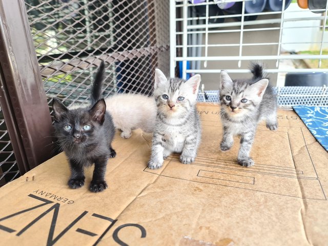 4 Kittens For Adoption! - Domestic Short Hair Cat