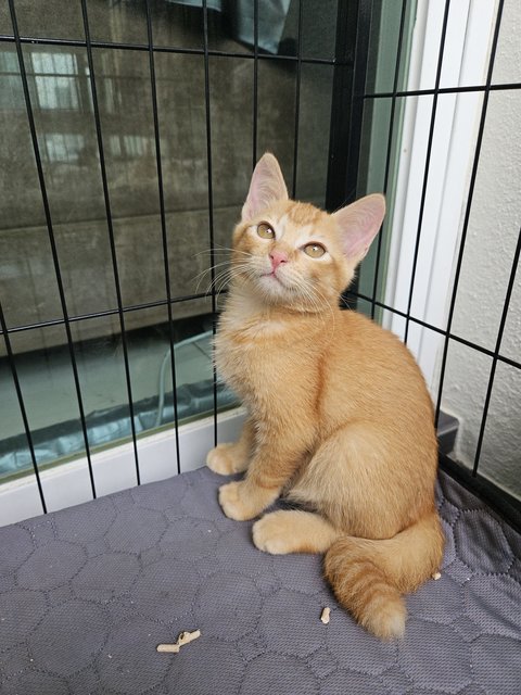 Orange - Domestic Short Hair Cat