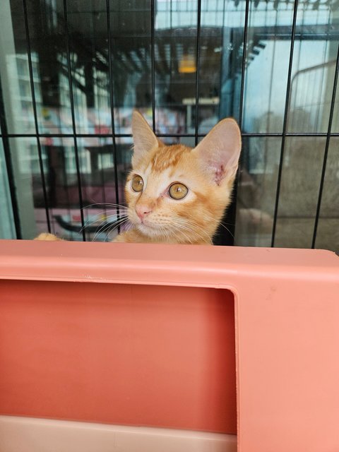 Orange - Domestic Short Hair Cat