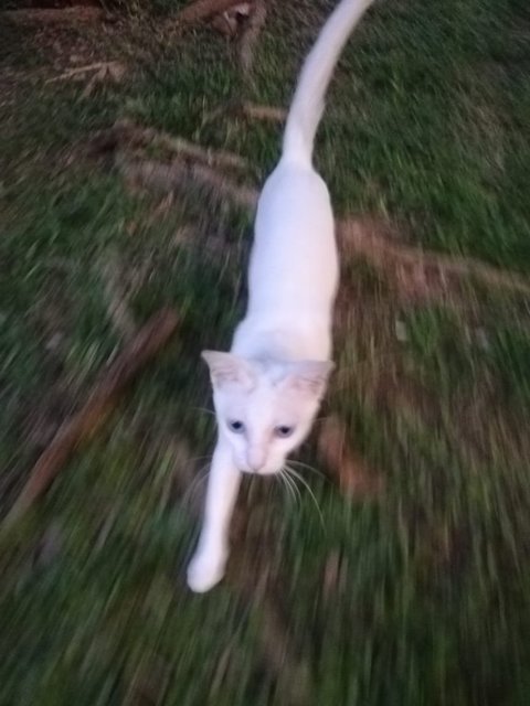 Bao Ma (宝妈) Baby Mama  - Turkish Van + Domestic Short Hair Cat