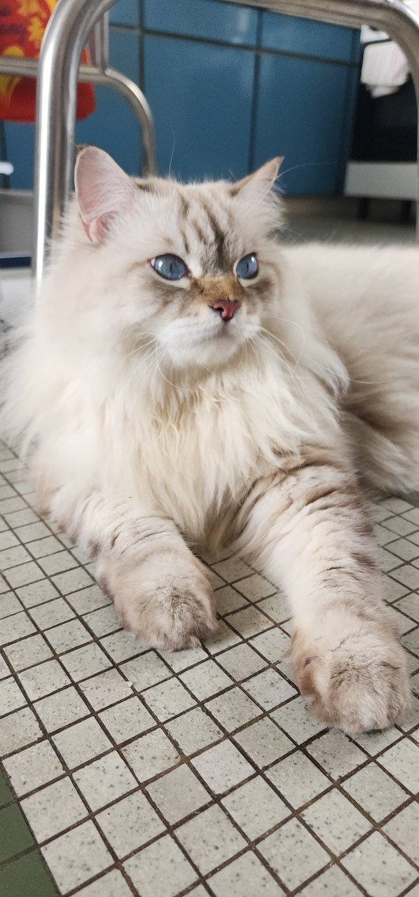 Monkey  - Ragdoll Cat