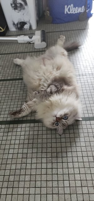 Monkey  - Ragdoll Cat