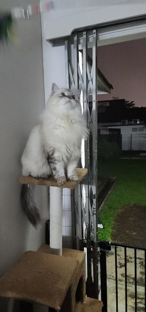 Monkey  - Ragdoll Cat