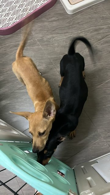 Oily 油油 And Bubble 泡泡 - Mixed Breed Dog