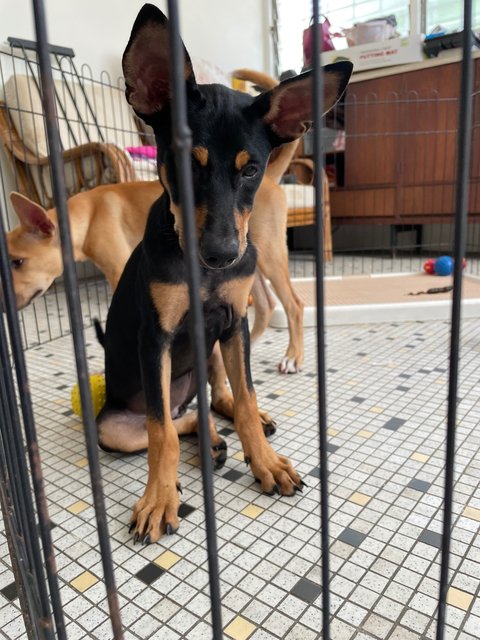 Oily 油油 And Bubble 泡泡 - Mixed Breed Dog