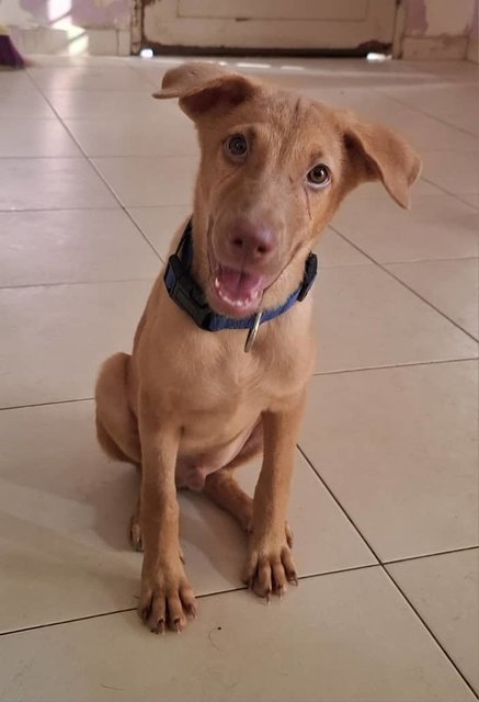 Jony (K) - Mixed Breed Dog