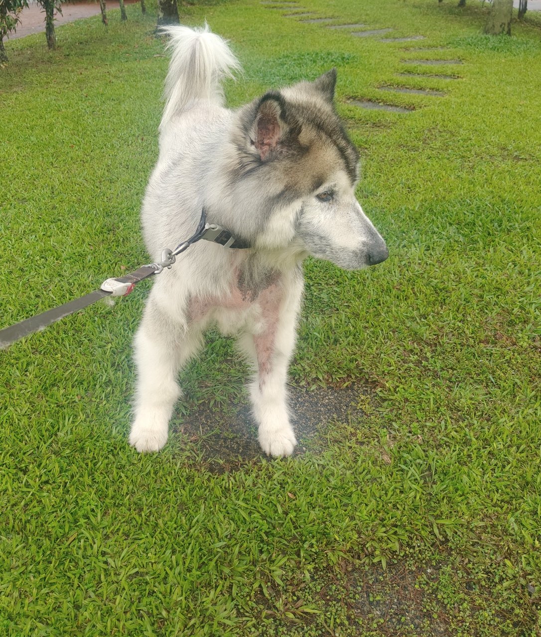 Gatsby - Alaskan Malamute Dog