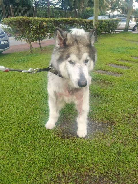 Gatsby - Alaskan Malamute Dog