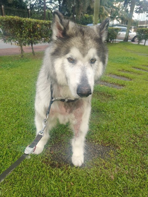 Gatsby - Alaskan Malamute Dog