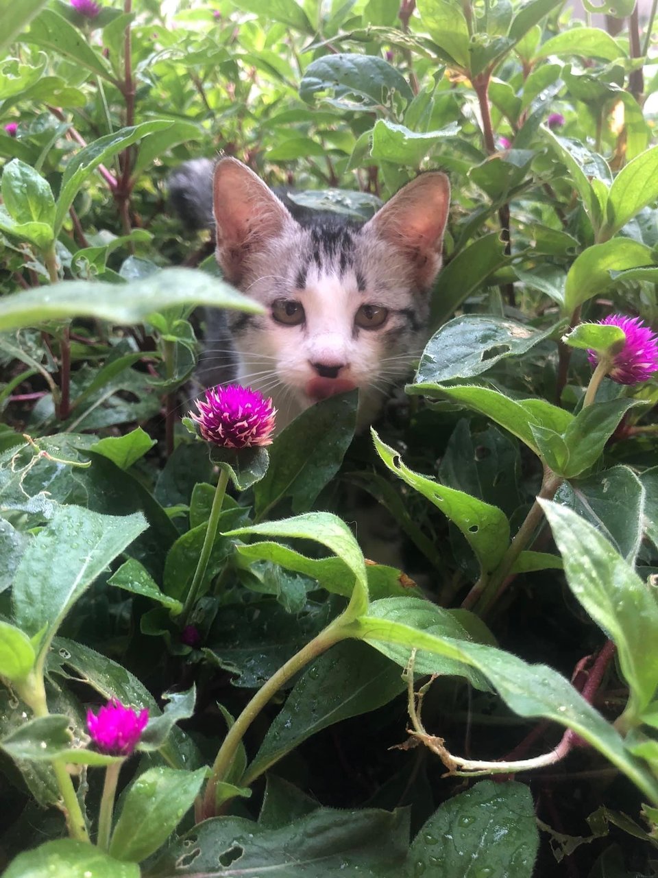 (To Be Adopted Together) Chicky &amp; Leni - Domestic Short Hair Cat