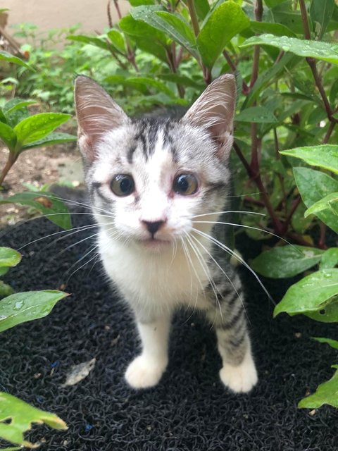 (To Be Adopted Together) Chicky &amp; Leni - Domestic Short Hair Cat