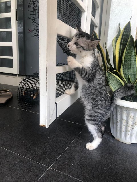 (To Be Adopted Together) Chicky &amp; Leni - Domestic Short Hair Cat