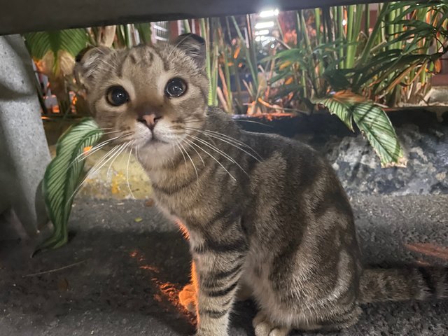 Bo - Scottish Fold + Tabby Cat