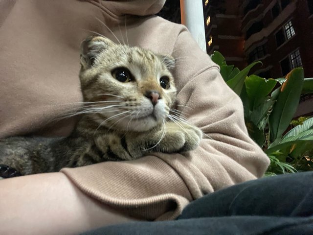 Bo - Scottish Fold + Tabby Cat