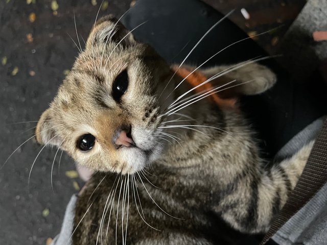 Bo - Scottish Fold + Tabby Cat