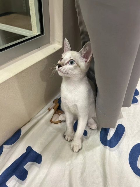 暹罗虎斑 - Siamese + Domestic Short Hair Cat