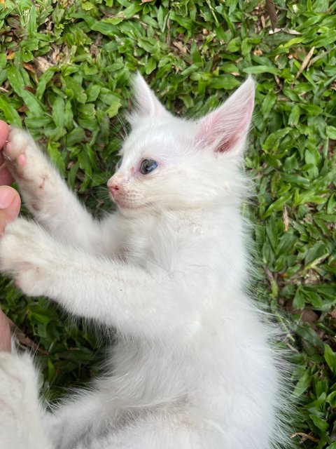 Senah White  - Domestic Long Hair Cat