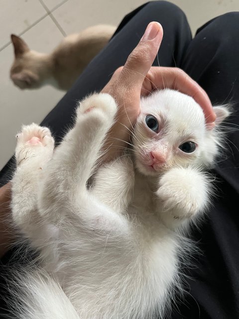 Senah White  - Domestic Long Hair Cat