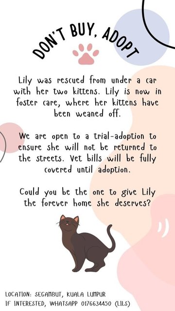 Lily - Domestic Short Hair Cat