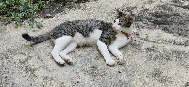 Tabby - Tabby + Domestic Short Hair Cat