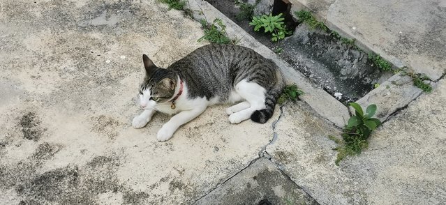 Tabby - Tabby + Domestic Short Hair Cat