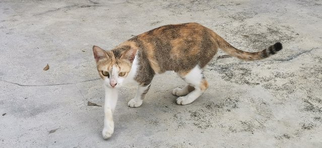 Tiny - Calico + Domestic Short Hair Cat