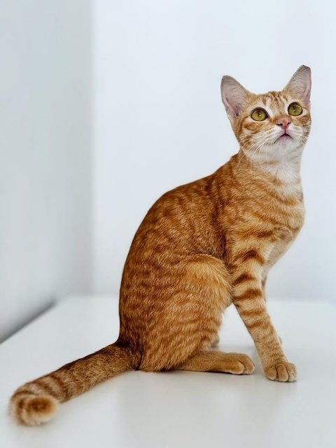 Molly Ringtail - Domestic Short Hair Cat